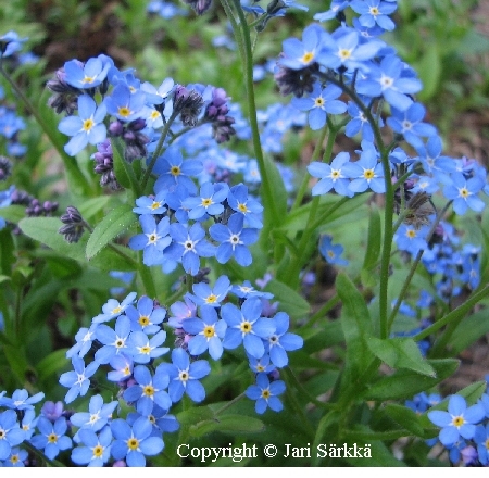 Myosotis sylvatica 'Victoria Indigoblue'